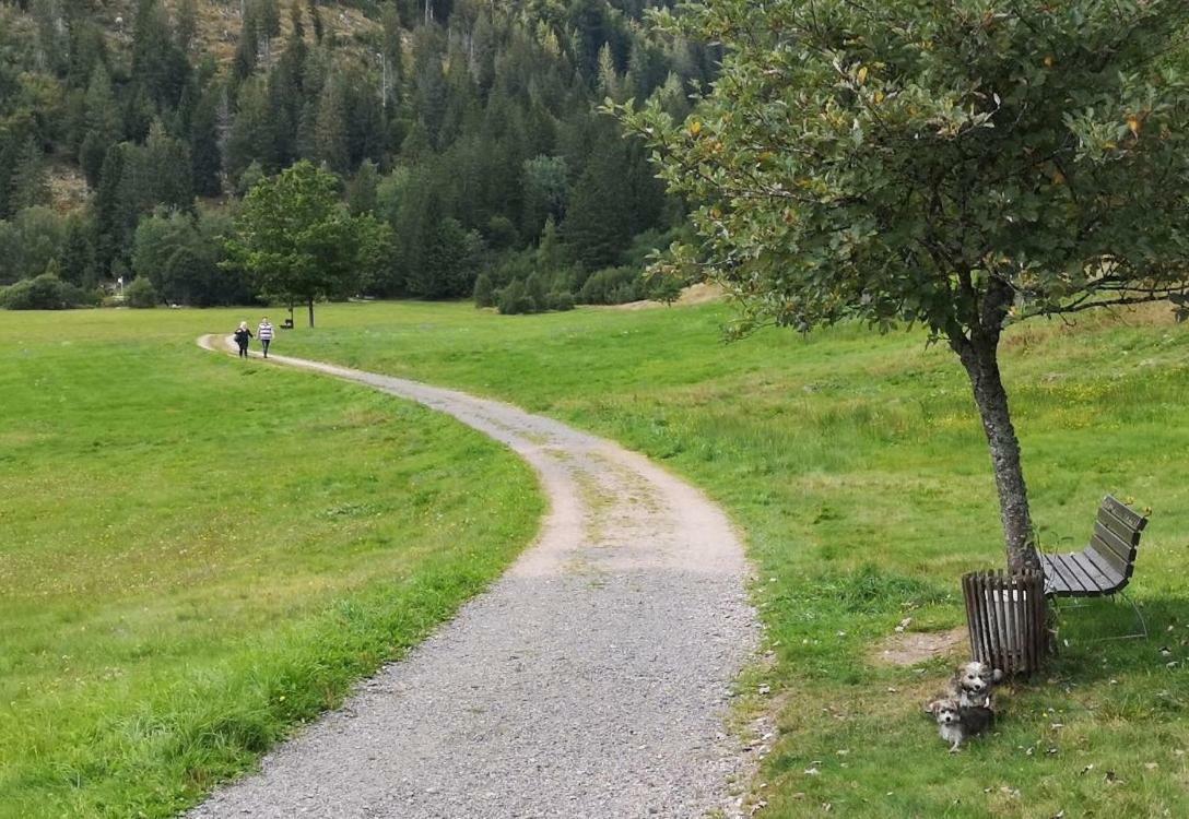C4 Albmatte-Fewo Sauna, Hallenbad Aussenbecken Massagen Nebenan Menzenschwand-Hinterdorf 外观 照片